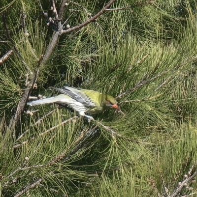 Oriolus sagittatus (Olive-backed Oriole) at Reservoir Hill, Lawson - 25 Aug 2023 by MattYoung