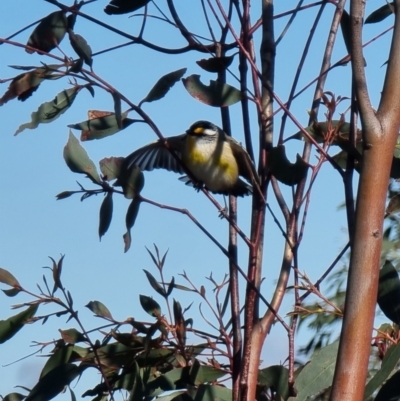 Pardalotus striatus (Striated Pardalote) at Lawson, ACT - 22 Aug 2023 by MattYoung