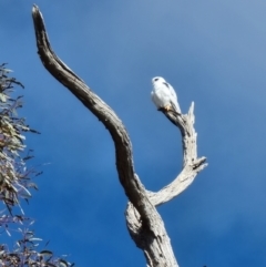 Elanus axillaris (Black-shouldered Kite) at Reservoir Hill, Lawson - 16 Aug 2023 by MattY1