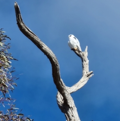 Elanus axillaris (Black-shouldered Kite) at Lawson, ACT - 16 Aug 2023 by MattYoung