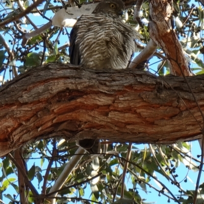 Accipiter cirrocephalus (Collared Sparrowhawk) at Lawson North Grasslands - 15 Aug 2023 by MattYoung