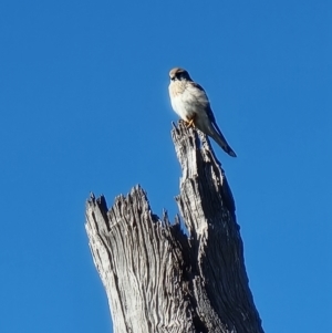 Falco cenchroides at Crace, ACT - 5 Aug 2023 02:39 PM