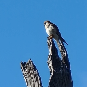 Falco cenchroides at Crace, ACT - 5 Aug 2023 02:39 PM