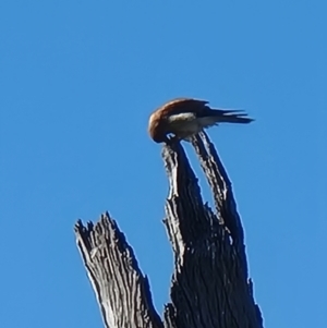 Falco cenchroides at Crace, ACT - 5 Aug 2023 02:39 PM