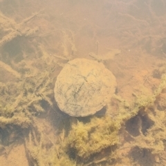 Chelodina longicollis at Gungahlin, ACT - 5 Aug 2023