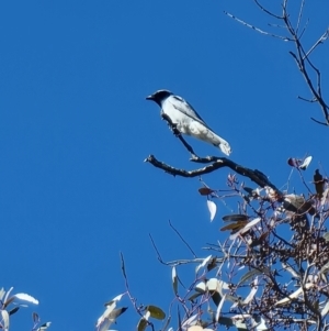 Coracina novaehollandiae at Kaleen, ACT - 5 Aug 2023