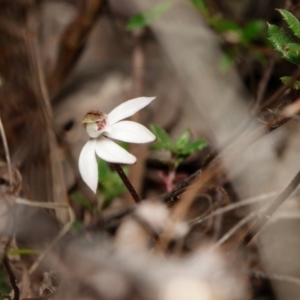 Caladenia fuscata at Canberra Central, ACT - suppressed