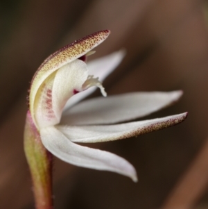 Caladenia fuscata at Canberra Central, ACT - suppressed