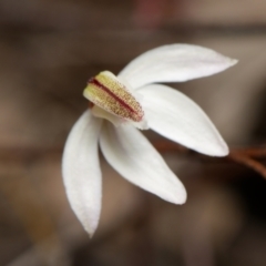 Caladenia fuscata at Canberra Central, ACT - suppressed