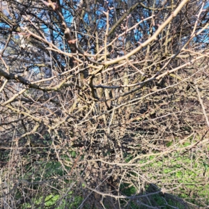 Crataegus monogyna at Majura, ACT - 24 Aug 2023 03:50 PM