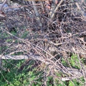 Crataegus monogyna at Majura, ACT - 24 Aug 2023 03:50 PM