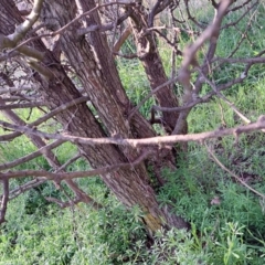 Crataegus monogyna at Majura, ACT - 24 Aug 2023 03:50 PM