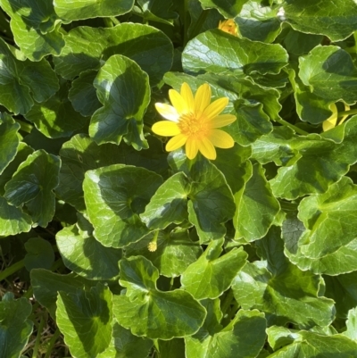 Ficaria verna (Lesser Celandine) at Higgins, ACT - 25 Aug 2023 by Untidy