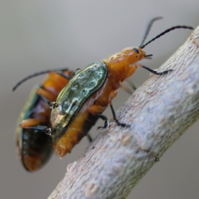 Lamprolina (genus) (Pittosporum leaf beetle) at Moruya, NSW - 25 Aug 2023 by LisaH