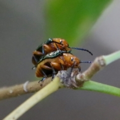 Lamprolina (genus) at Moruya, NSW - suppressed