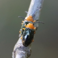 Lamprolina (genus) at Moruya, NSW - suppressed