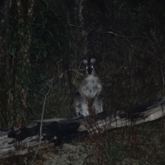 Notamacropus rufogriseus (Red-necked Wallaby) at Deakin, ACT - 25 Aug 2023 by Ct1000