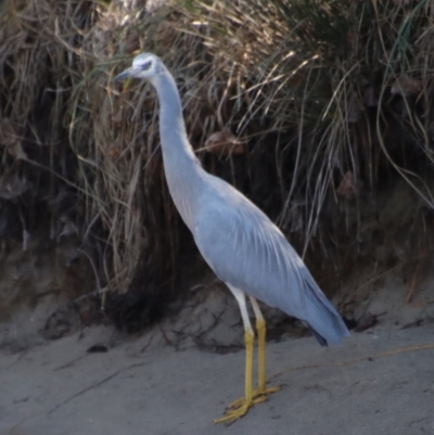 Egretta novaehollandiae (White-faced Heron) at Sunshine Bay, NSW - 25 Aug 2023 by LisaH