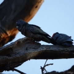 Callocephalon fimbriatum (Gang-gang Cockatoo) at GG38 - 25 Aug 2023 by Ct1000