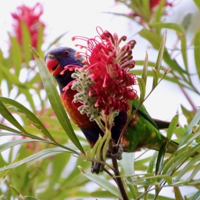 Trichoglossus moluccanus (Rainbow Lorikeet) at Moruya, NSW - 25 Aug 2023 by LisaH