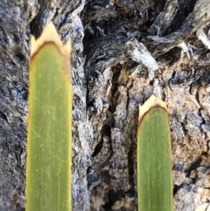 Lomandra longifolia at Lyons, ACT - 24 Aug 2023