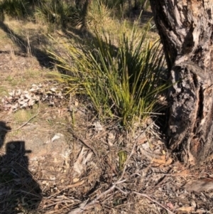 Lomandra longifolia at Lyons, ACT - 24 Aug 2023 02:55 PM