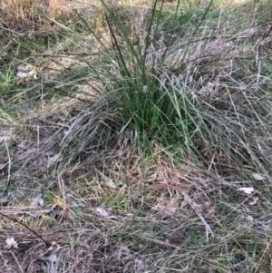 Lomandra multiflora at Lyons, ACT - 24 Aug 2023