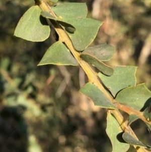 Acacia pravissima at Lyons, ACT - 24 Aug 2023