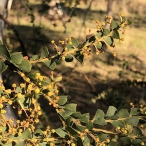 Acacia pravissima at Lyons, ACT - 24 Aug 2023 03:56 PM