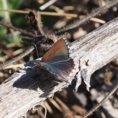 Paralucia crosbyi (Violet Copper Butterfly) at Rendezvous Creek, ACT - 24 Aug 2023 by RAllen