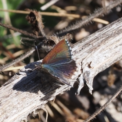 Paralucia crosbyi (Violet Copper Butterfly) at Rendezvous Creek, ACT - 24 Aug 2023 by RAllen