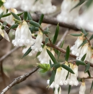 Leucopogon fletcheri subsp. brevisepalus at Bruce, ACT - 19 Aug 2023