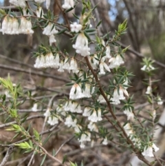 Leucopogon fletcheri subsp. brevisepalus at Bruce, ACT - 19 Aug 2023