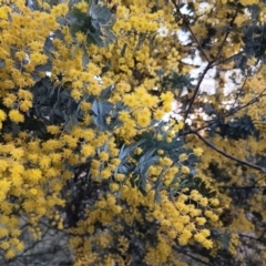 Acacia baileyana at Gungahlin, ACT - 24 Aug 2023 04:50 PM