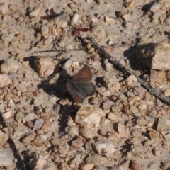 Paralucia spinifera (Bathurst or Purple Copper Butterfly) at Namadgi National Park - 24 Aug 2023 by RAllen