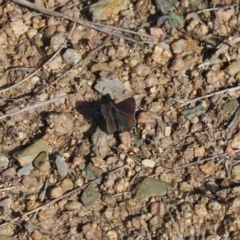 Paralucia crosbyi (Violet Copper Butterfly) at Rendezvous Creek, ACT - 24 Aug 2023 by RAllen