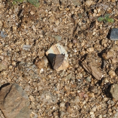 Paralucia crosbyi (Violet Copper Butterfly) at Rendezvous Creek, ACT - 24 Aug 2023 by RAllen