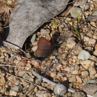 Paralucia crosbyi (Violet Copper Butterfly) at Rendezvous Creek, ACT - 24 Aug 2023 by RAllen