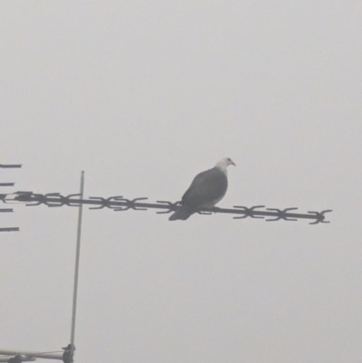 Columba leucomela (White-headed Pigeon) at Phillip, ACT - 25 Aug 2023 by stofbrew