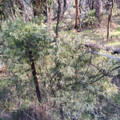 Clematis leptophylla (Small-leaf Clematis, Old Man's Beard) at Mount Majura - 24 Aug 2023 by abread111