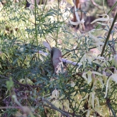 Clematis leptophylla at Majura, ACT - 24 Aug 2023