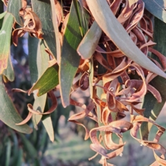 Acacia implexa (Hickory Wattle, Lightwood) at Majura, ACT - 24 Aug 2023 by abread111