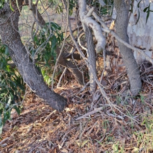 Acacia implexa at Majura, ACT - 24 Aug 2023