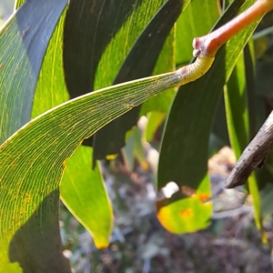 Acacia implexa at Majura, ACT - 24 Aug 2023