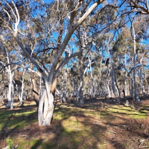 Eucalyptus mannifera at Majura, ACT - 24 Aug 2023 03:29 PM