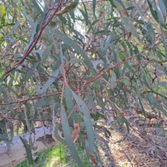 Eucalyptus mannifera at Majura, ACT - 24 Aug 2023