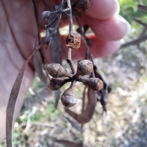 Eucalyptus mannifera at Majura, ACT - 24 Aug 2023 03:29 PM