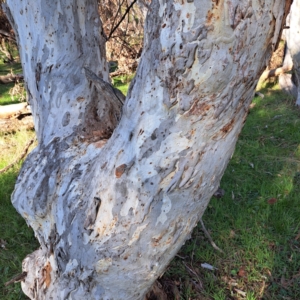 Eucalyptus mannifera at Majura, ACT - 24 Aug 2023 03:29 PM