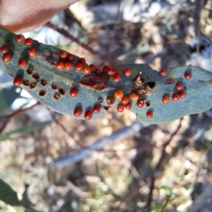 Eucalyptus insect gall at Mount Majura - 24 Aug 2023 by abread111