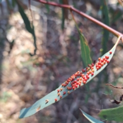 Eucalyptus insect gall at Majura, ACT - 24 Aug 2023 03:31 PM